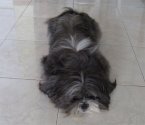 Hachi:  Amigo, Hermano y Juguete, pa' pasar horas enteras...
